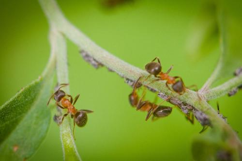 Lasius emarginatus